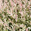Bloomique - 2er Set - Salix Flamingo - Harlekinweide - Produktbild-Vorschau 4