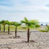 Bloomique - Trachycarpus Fortunei - Chińska palma Podgląd zdjęcia produktu 3