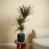 Bloomique - Dracaena Marginata - Dragonnier - Plantes Voir les images du produit 2