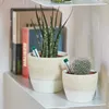 Seramis Cactus & Succulentes Spez-Sub. 2,5l Voir les images du produit 6