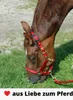 Starhorse Arthro M, 500 g für Pferde Produktbild-Vorschau 2