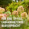 COMPO Stauden Langzeit-Dünger für Stauden und Produktbild-Vorschau 11