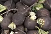 SAFLAX - Bio - Czarna Rzodkiew - 100 Nasiona - Raphanus Podgląd zdjęcia produktu 7
