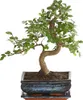 Dehner Bonsai Japanische Zelkove, Zelkova serrata, im Produktbild-Vorschau 1