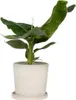 Bananaier nain - Musa 'Oriental Dwarf' - Hauteur 25-40cm - Voir les images du produit 6