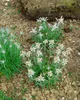 A cluster of Edelweiss flowers growing in dry, rocky soil. Produktbild-Vorschau