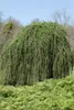 Larix kaempferi 'Pendula', Japanische Lärche, hängend, Produktbild-Vorschau 5