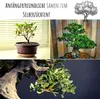 Exotische Bonsai Samen mit hoher Keimrate - Pflanzen Samen Produktbild-Vorschau 3