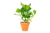 Gardners Clusia rosea, priemer 12 cm Náhľad obrázku produktu 3