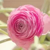 A close-up of a pink ranunculus flower. Podgląd zdjęcia produktu