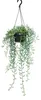 Senecio radicans - collana a forma di banana - pianta Anteprima dell’immagine prodotto 1