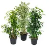 Ficus benjamini - Sada 3 kusov - Anastasia - Twighlight - Náhľad obrázku produktu 1