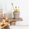 Bloomique - Sarracenia Juthatip Soper - Plante Trompette - Voir les images du produit 4