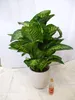 [Palmenlager] XL Dieffenbachia Tropic Snow 100 cm- Pot 21 Produktbild-Vorschau 3