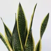 Langue de belle-mère - Sansevieria trifasciata Laurentii - Voir les images du produit 4