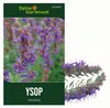 Ysop Mehrjährig Samen - Hyssopus officinalis - Ysopsamen - Produktbild-Vorschau 1