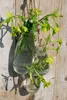 Deko-Glasflaschen, 24 Stück, Maße ca. 14x6cm, 250ml | Produktbild-Vorschau 5