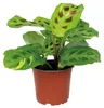 Maranta variegata, pianta ornamentale, pianta da interno, Anteprima dell’immagine prodotto 1