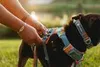Ruffwear Front Range Geschirr Spring Mountains XS Produktbild-Vorschau 7