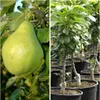 Zwergbirne Helenchen Produktbild-Vorschau 2