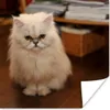 MuchoWow® Poster Niedlich aussehende Perserkatze 100x100 cm Produktbild-Vorschau 1