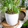 Keramsit granulat drenażowy dla ogrodnictwa 5L 10-20mm Podgląd zdjęcia produktu 9