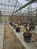Granatapfelbaum 200 - 220 cm, punica granatum, Mollar de Produktbild-Vorschau 1