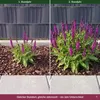 Stauden Gänge 10 x Salvia nemorosa 'Sensation Pink®' im 1 Produktbild-Vorschau 4