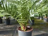 Palme 90-120 cm, Phoenix canariensis, kanarische Produktbild-Vorschau 5