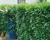 Prunus laurocerasus 'Caucasica', Kirschlorbeer, immergrün, Produktbild-Vorschau 11