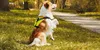 ZOOFARI Outdoor Hundegeschirr Gr.L-XL  ca.80-110cm Produktbild-Vorschau 2