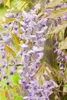 Wisteria floribunda, glicynia japońska, 60-100 cm Podgląd zdjęcia produktu 4