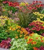 BALDUR Garten 7er Staudenbeet 'Elegance', Pflanzen im 9x9 Produktbild-Vorschau 3