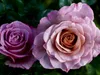 Calvendo Wunderschöne Rosen 1000 Teile Puzzle quer Produktbild-Vorschau 2