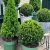 Plants by Frank | Echte Stechpalme Kugel XL | Ilex Crenata Produktbild-Vorschau 8