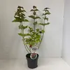 Leycesteria formosa - Karamellbeere | 40-50 cm im Topf Produktbild-Vorschau 3