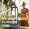 SANA Terreau pour plantes vertes et palmiers Voir les images du produit 4