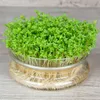 Kresse Ganzjahres-Gemüse-Sprossensamen 10G Produktbild-Vorschau 21