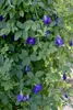 Schmetterlingswicke (Clitoria ternatea)  - 20 Samen Produktbild-Vorschau 2