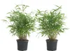 Bloomique - Lot de 2 - Fargesia Rufa - Bambou - Non traçant Voir les images du produit 1