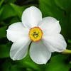 Narcisse - Set de 30 - Narcissus 'Recurvus' - Bulbes à Voir les images du produit 4