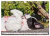 Traumhund Landseer (Wandkalender 2027 DIN A4 quer), Produktbild-Vorschau 7
