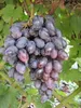 Vitis vinifera Blauer Portugieser, selbstbefruchtend und Produktbild-Vorschau 1
