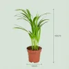 Areca Palme Areca Dypsis Lutescens Ø12cm Höhe40cm – Produktbild-Vorschau 4