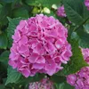 A close-up of a pink hydrangea flower with green leaves. Produktbild-Vorschau