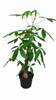 Pachira aquatica 100–120 cm – kasztan szczęścia, roślina Podgląd zdjęcia produktu 4