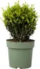Cezmína vrúbkovaná - Ilex crenata 'Jenny' - Výška 30-40cm - Náhľad obrázku produktu 1