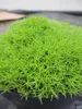 Scleranthus uniflorus - Neuseeländer Knäuel Produktbild-Vorschau 2