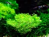 Aquarium Pflanze Moos Riccia fluitans Tropica Nr.001 TC in Produktbild-Vorschau 1