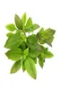 Kirschblatt Wasserfreund Hygrophila corymbosa Produktbild-Vorschau 1